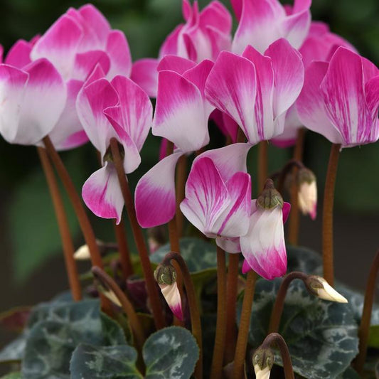 Cyclamen Assorted Indiaka - View 1 from www redcrocus com