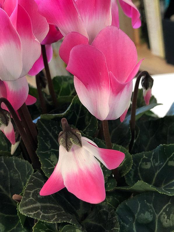 Cyclamen Assorted Indiaka - View 6 from www redcrocus com