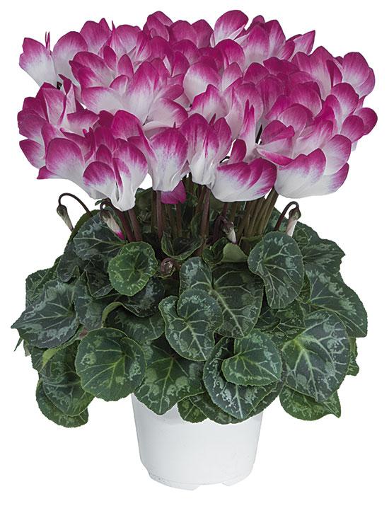 Cyclamen Assorted Indiaka - View 7 from www redcrocus com