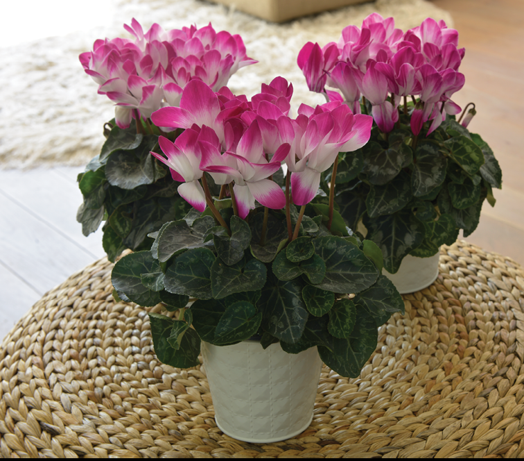 Cyclamen Assorted Indiaka - View 7 from www redcrocus com