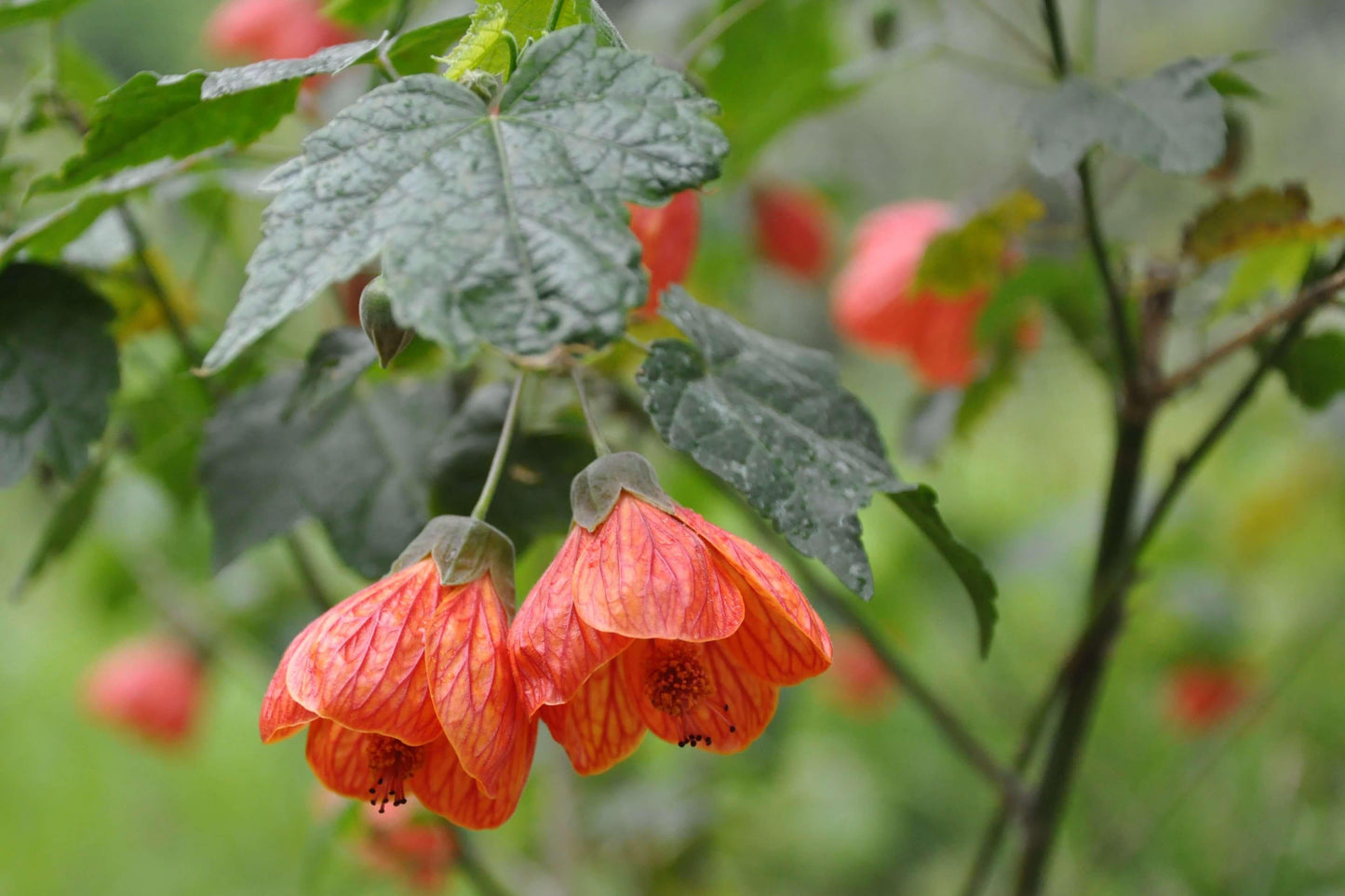 Abutilon Assorted 15 D884e802 Bf2a 4d2f A0dd Fd38e593073e from www redcrocus com