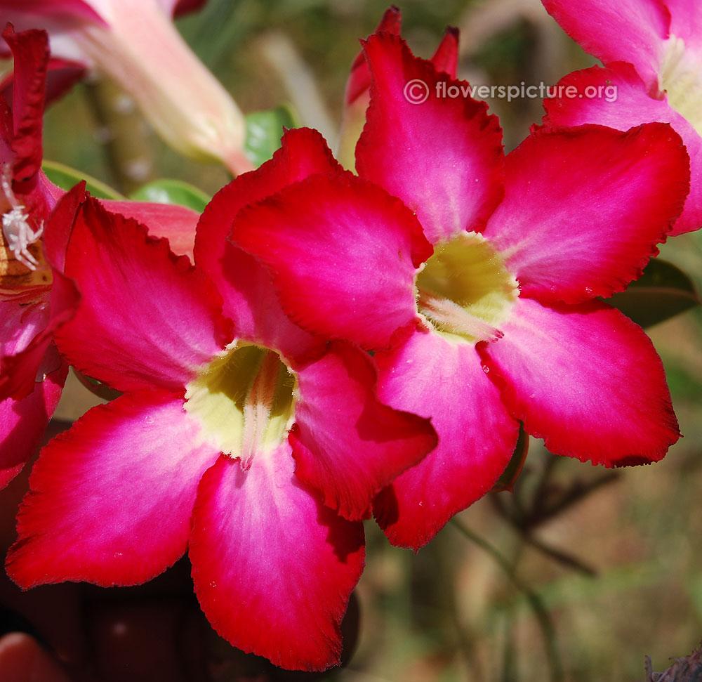 Adenium Obesum - View 10 from www redcrocus com