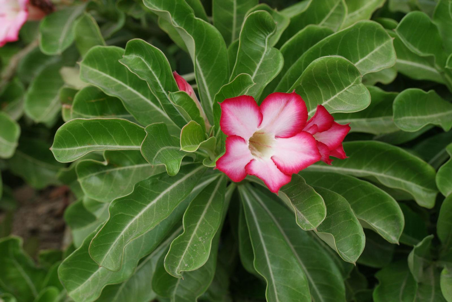 Adenium Obesum - View 12 from www redcrocus com