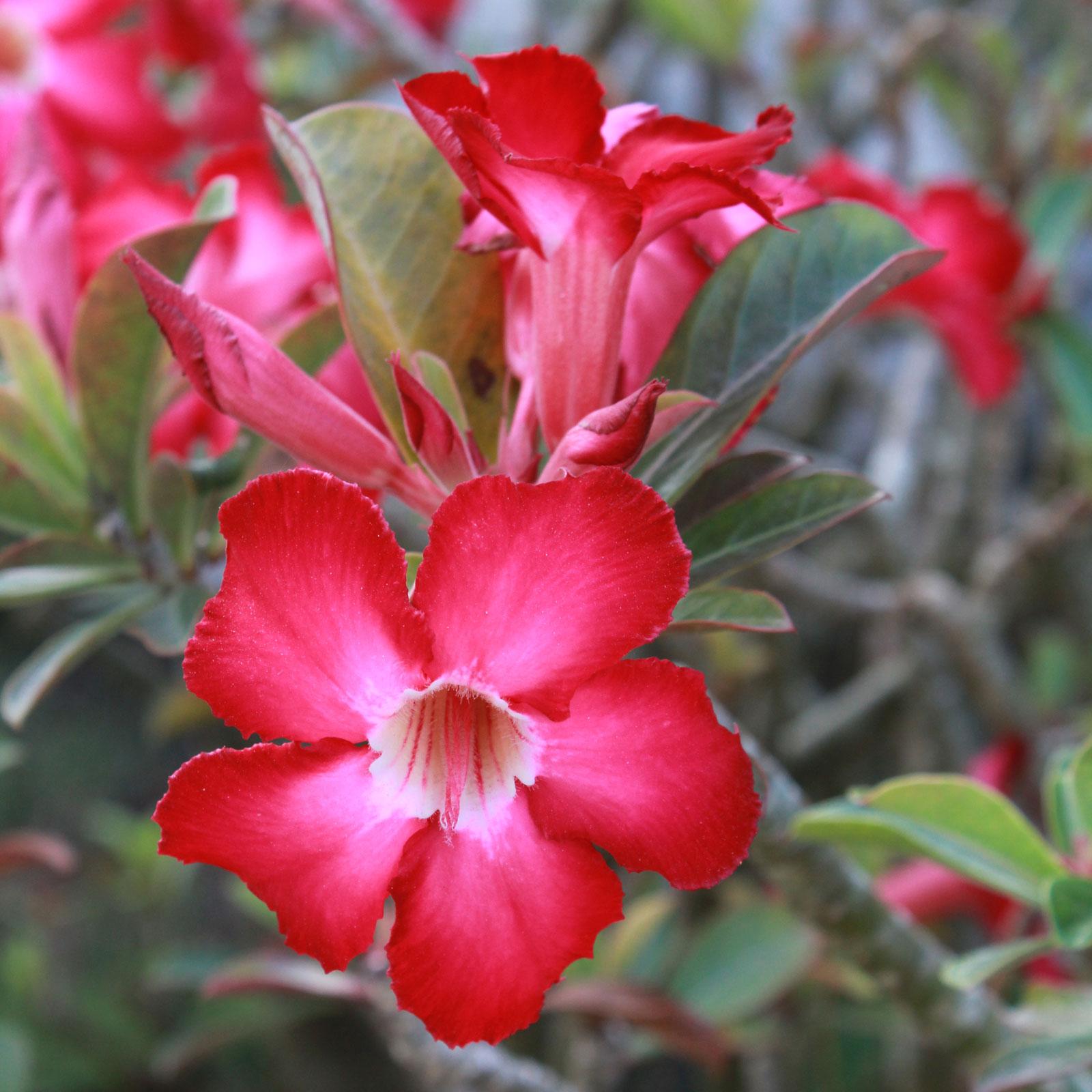 Adenium Obesum - View 13 from www redcrocus com