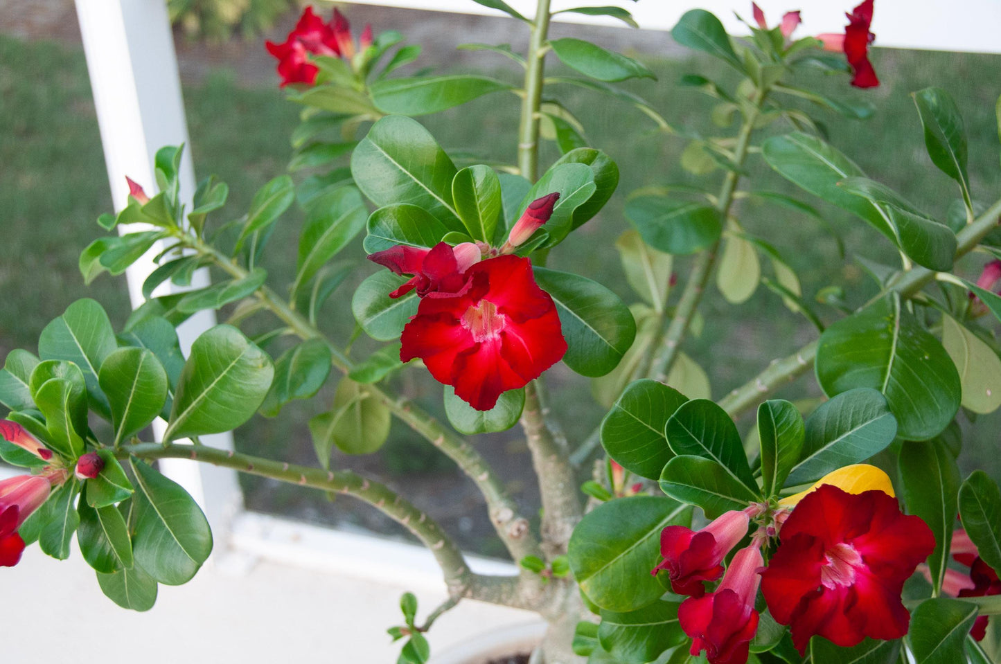 Adenium Obesum - View 14 from www redcrocus com
