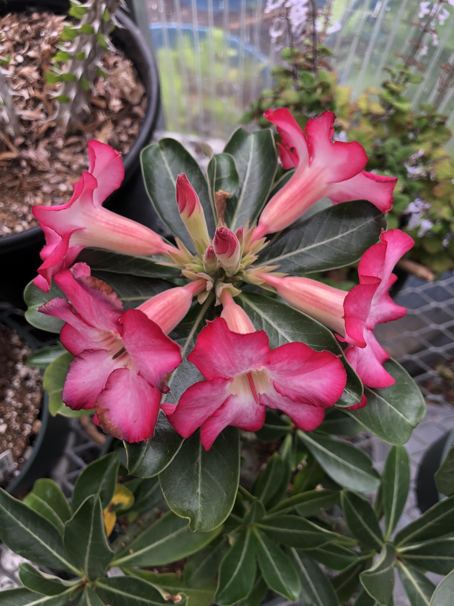 Adenium Obesum - View 15 from www redcrocus com