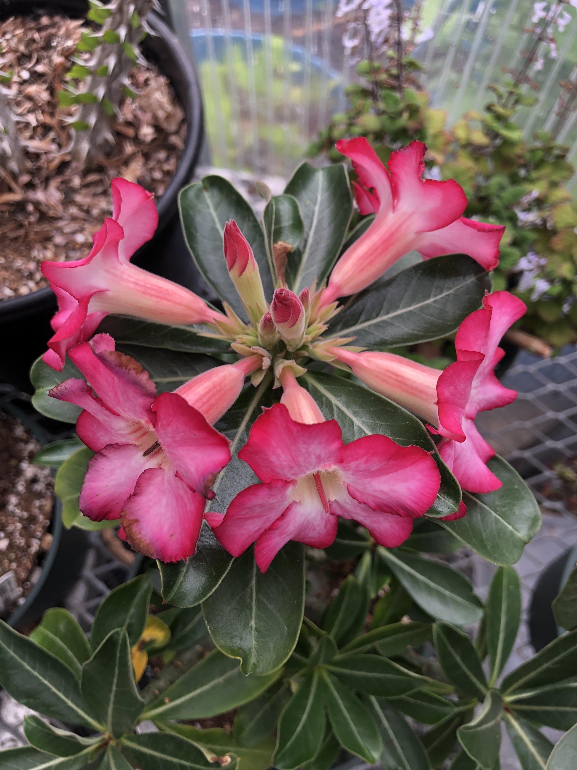 Adenium Obesum - View 15 from www redcrocus com
