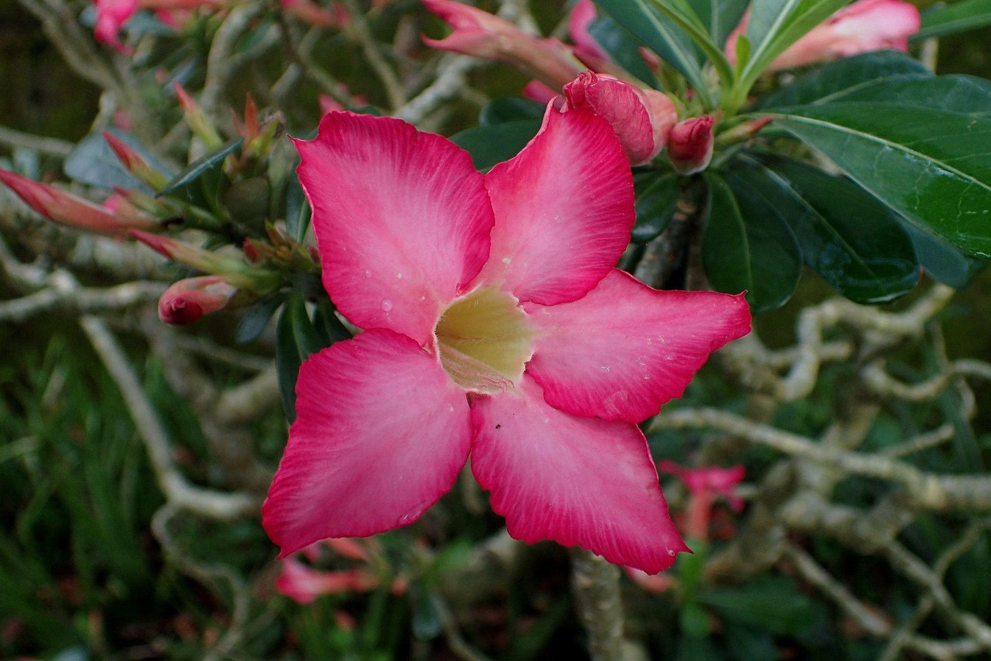 Adenium Obesum - View 16 from www redcrocus com