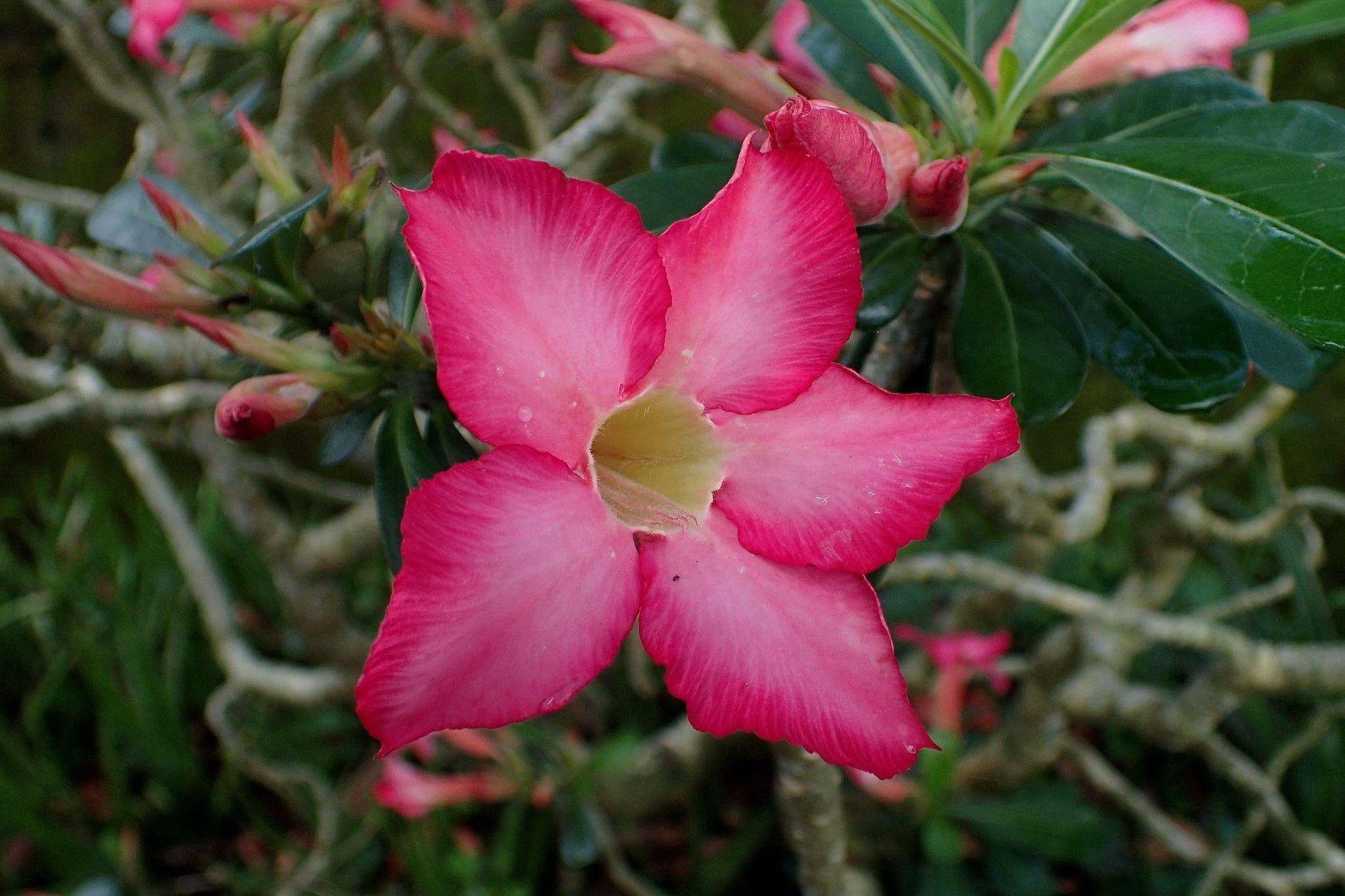Adenium Obesum - View 16 from www redcrocus com