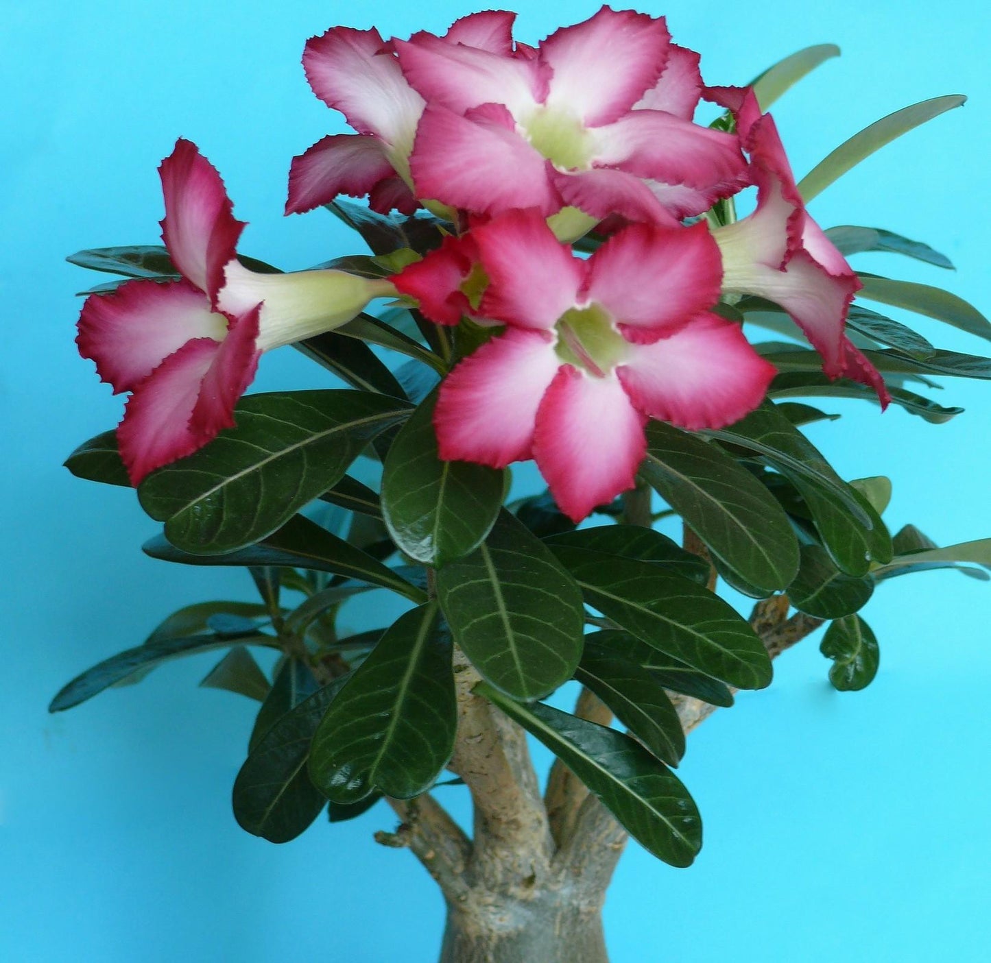 Adenium Obesum - View 17 from www redcrocus com