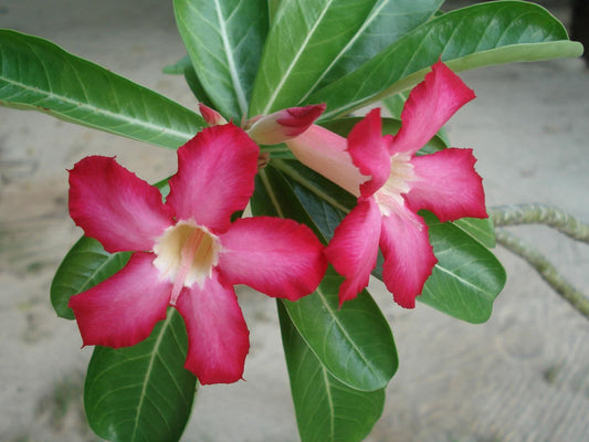 Adenium Obesum - View 1 from www redcrocus com