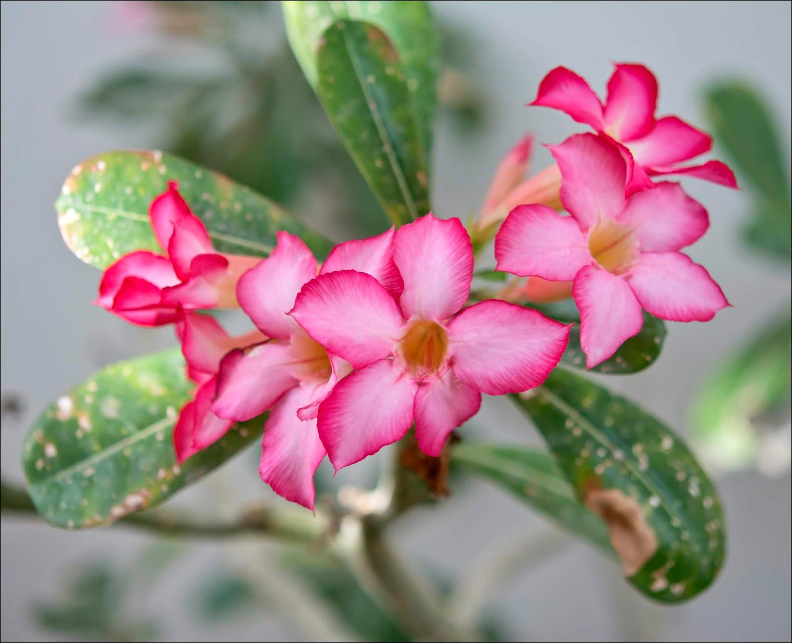 Adenium Obesum - View 2 from www redcrocus com