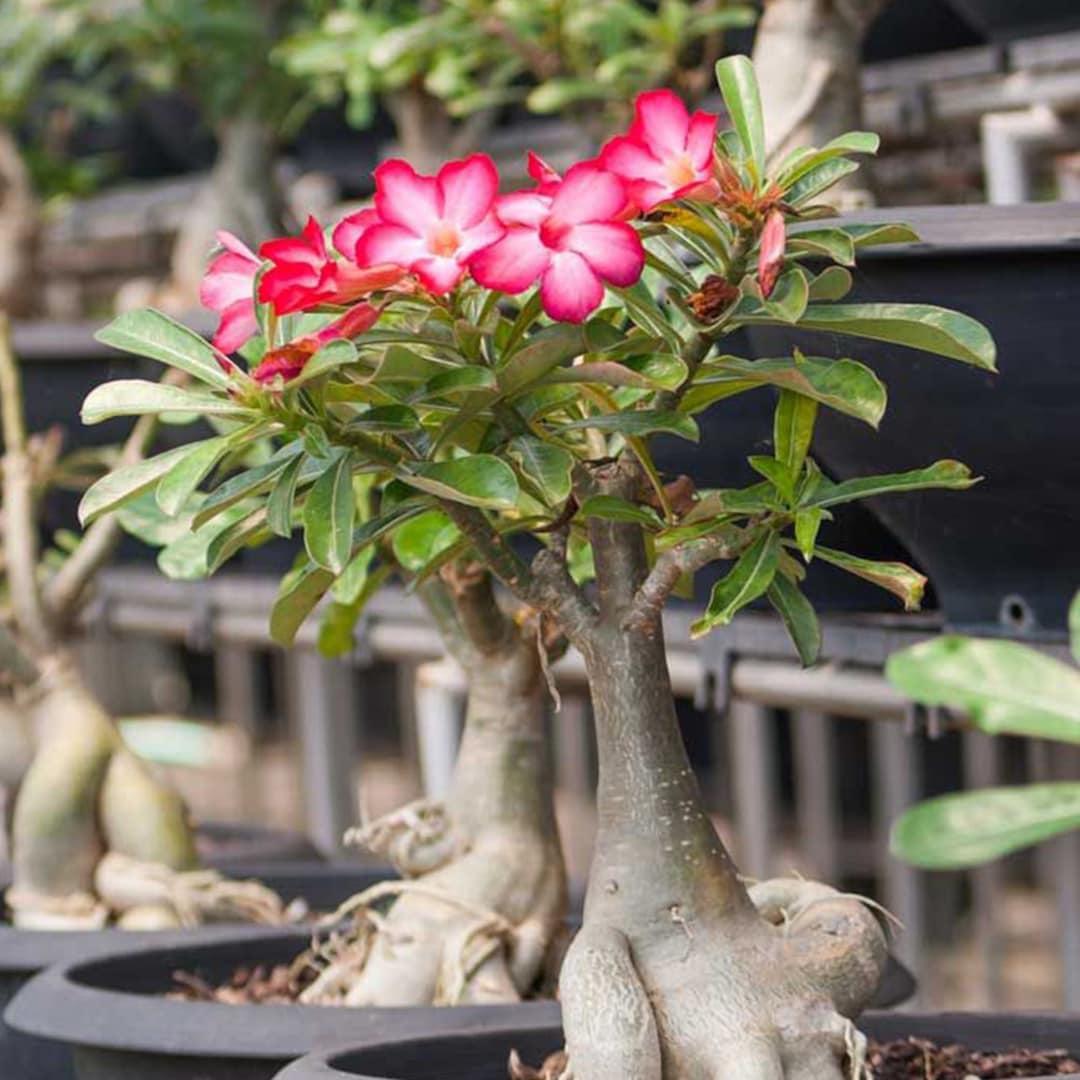 Adenium Obesum - View 3 from www redcrocus com