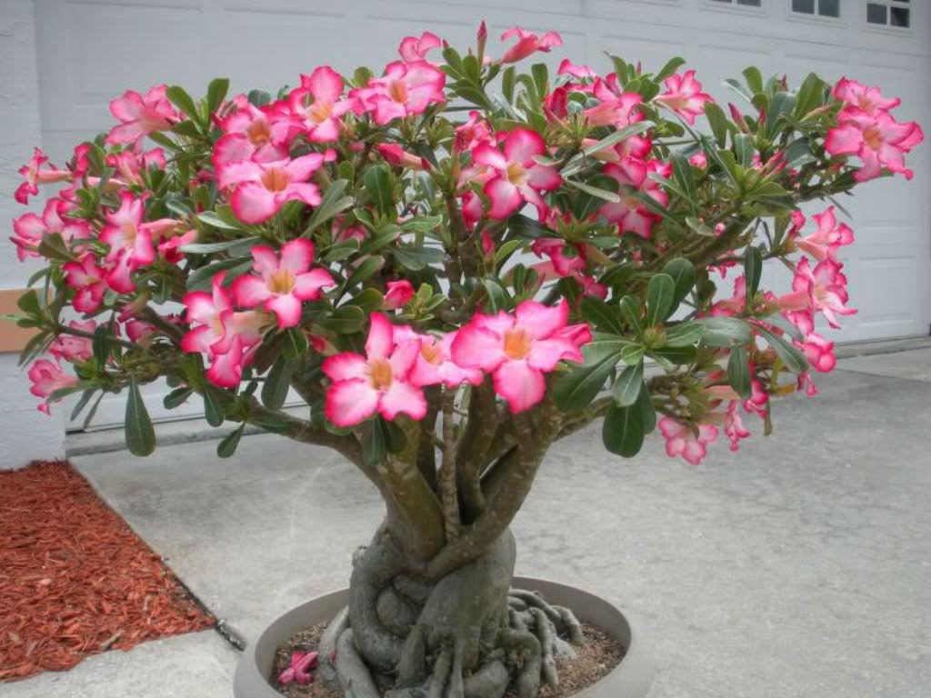 Adenium Obesum - View 4 from www redcrocus com