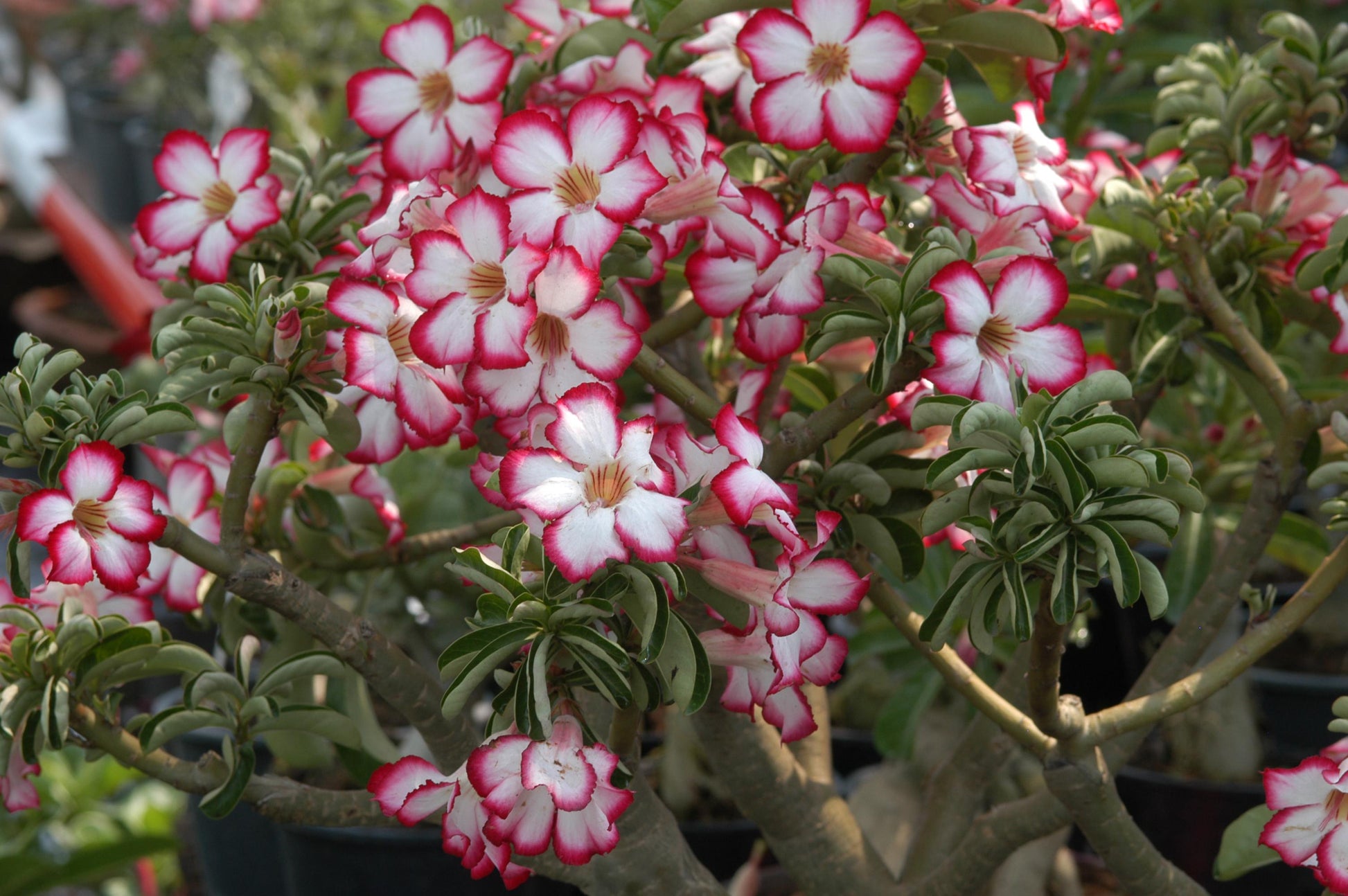 Adenium Obesum - View 6 from www redcrocus com