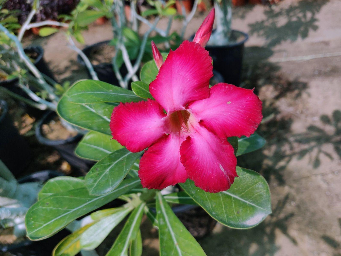 Adenium Obesum - View 7 from www redcrocus com
