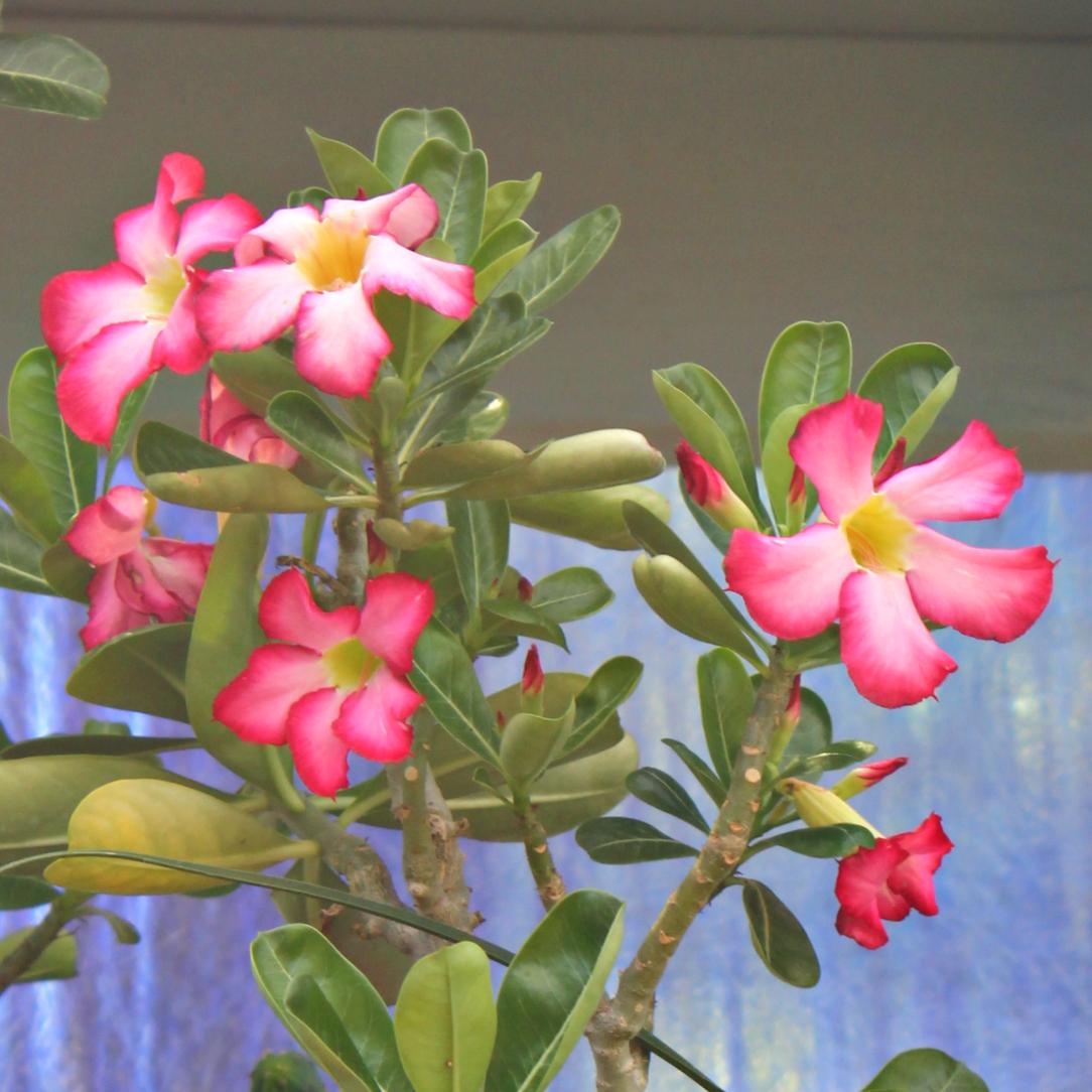 Adenium Obesum - View 8 from www redcrocus com