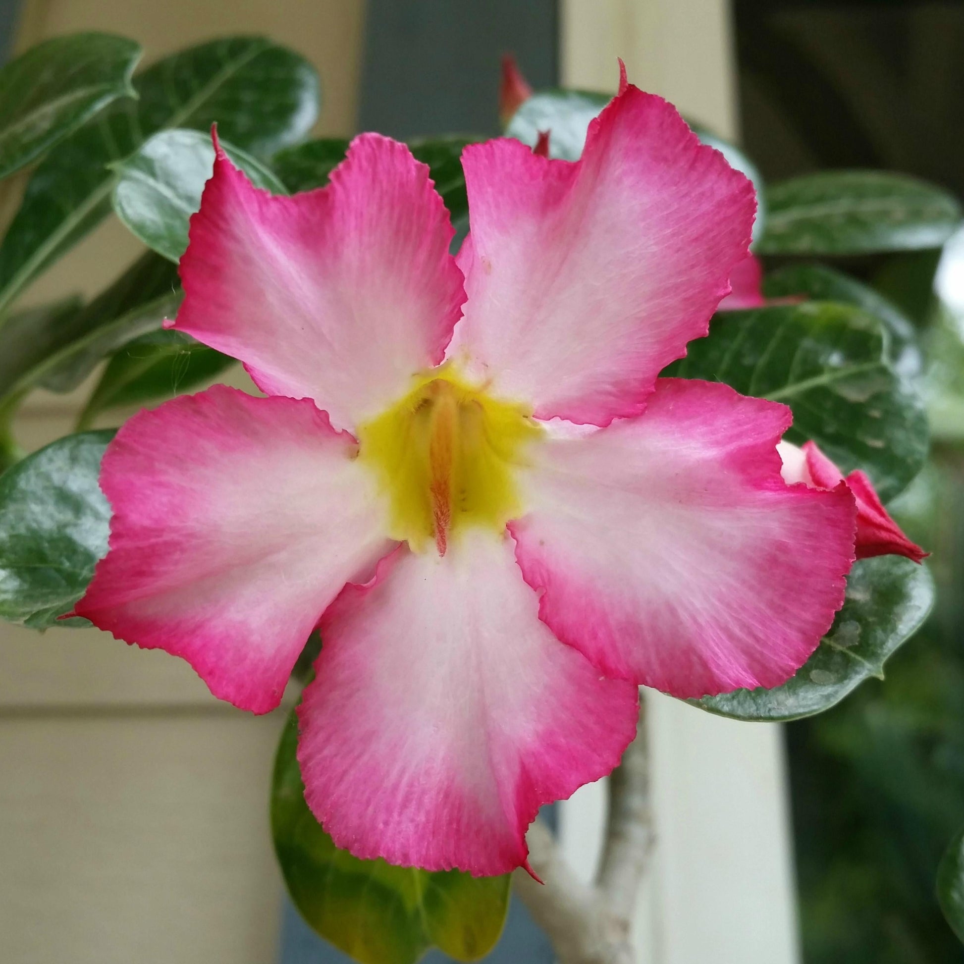 Adenium Obesum - View 9 from www redcrocus com