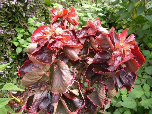 Acalypha Assorted - View 10 from www redcrocus com