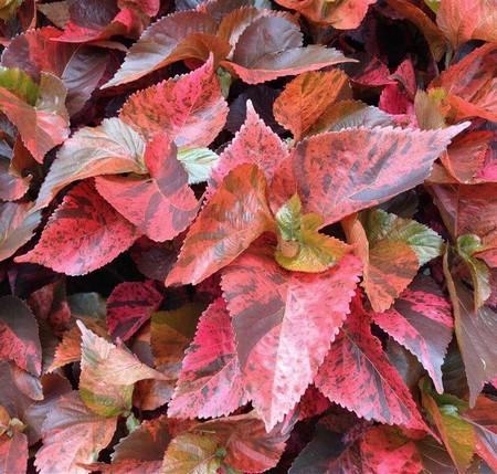 Acalypha Assorted - View 14 from www redcrocus com