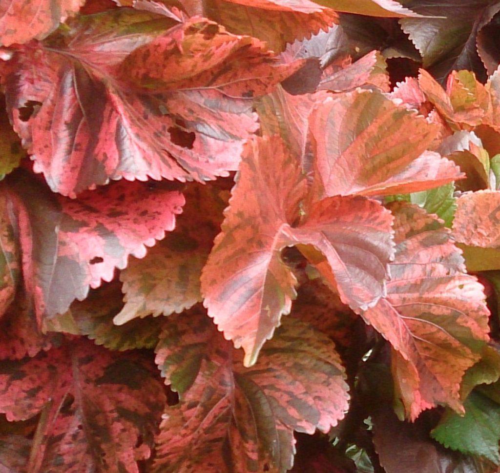 Acalypha Assorted - View 15 from www redcrocus com