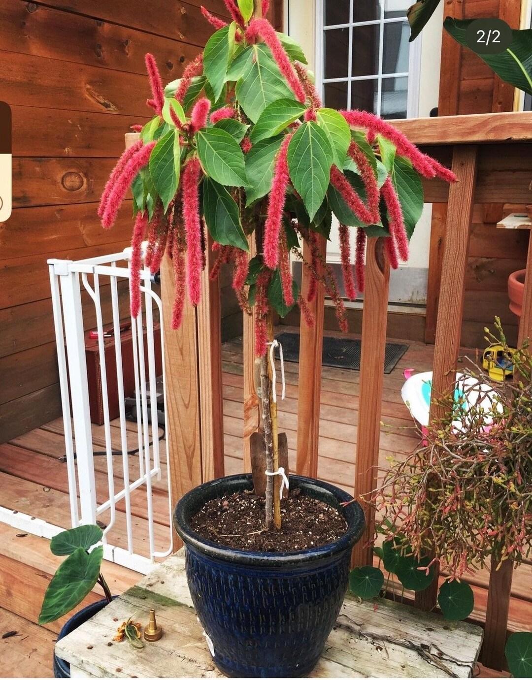Acalypha Assorted - View 16 from www redcrocus com