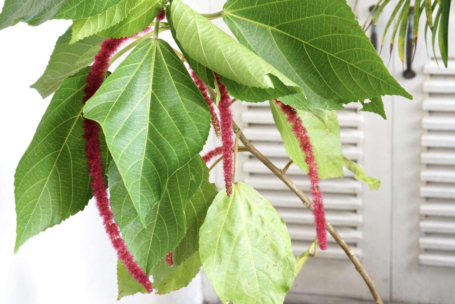 Acalypha Assorted - View 18 from www redcrocus com