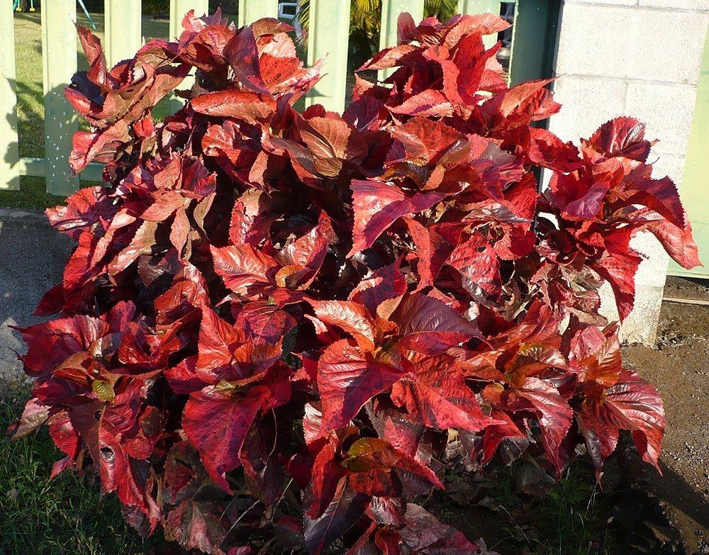 Acalypha Assorted - View 2 from www redcrocus com