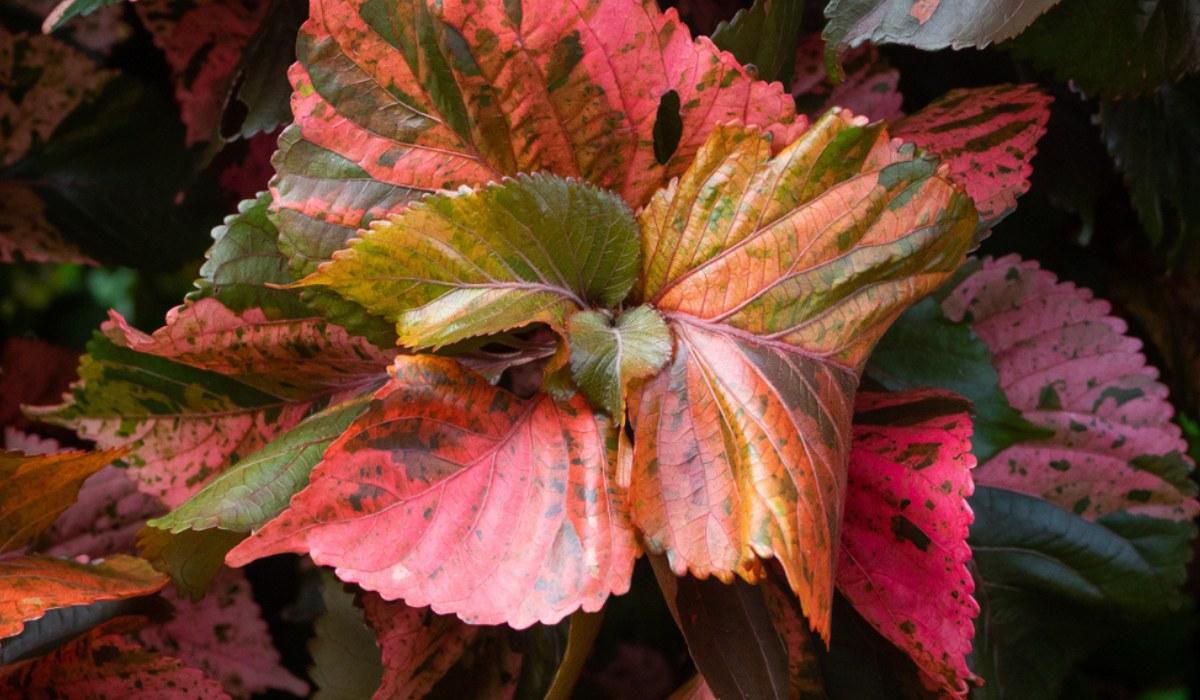 Acalypha Assorted - View 3 from www redcrocus com