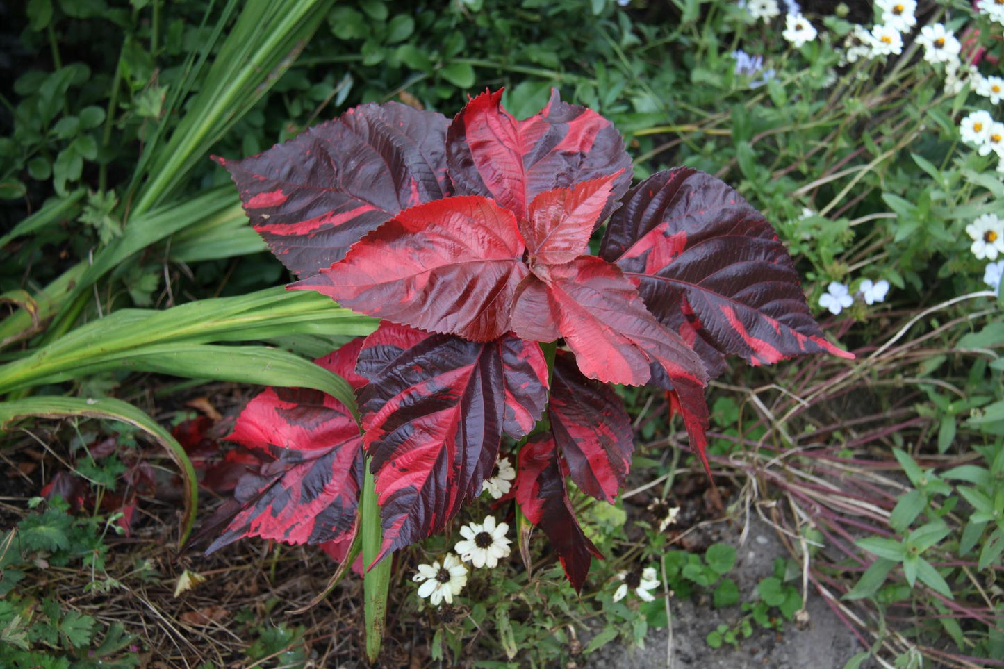 Acalypha Assorted - View 4 from www redcrocus com