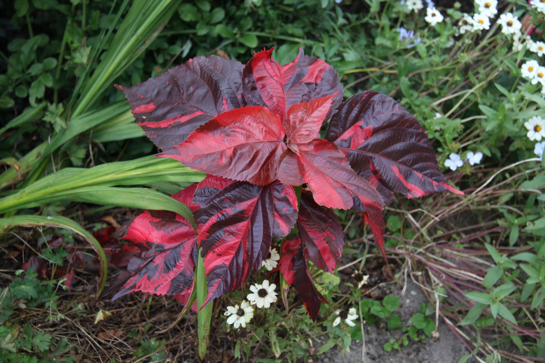 Acalypha Assorted - View 4 from www redcrocus com