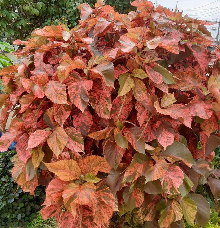 Acalypha Assorted - View 5 from www redcrocus com