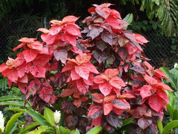 Acalypha Assorted - View 6 from www redcrocus com