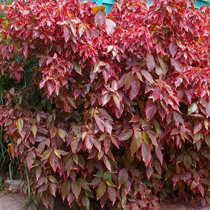 Acalypha Assorted - View 7 from www redcrocus com