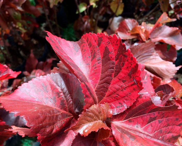 Acalypha Assorted - View 8 from www redcrocus com