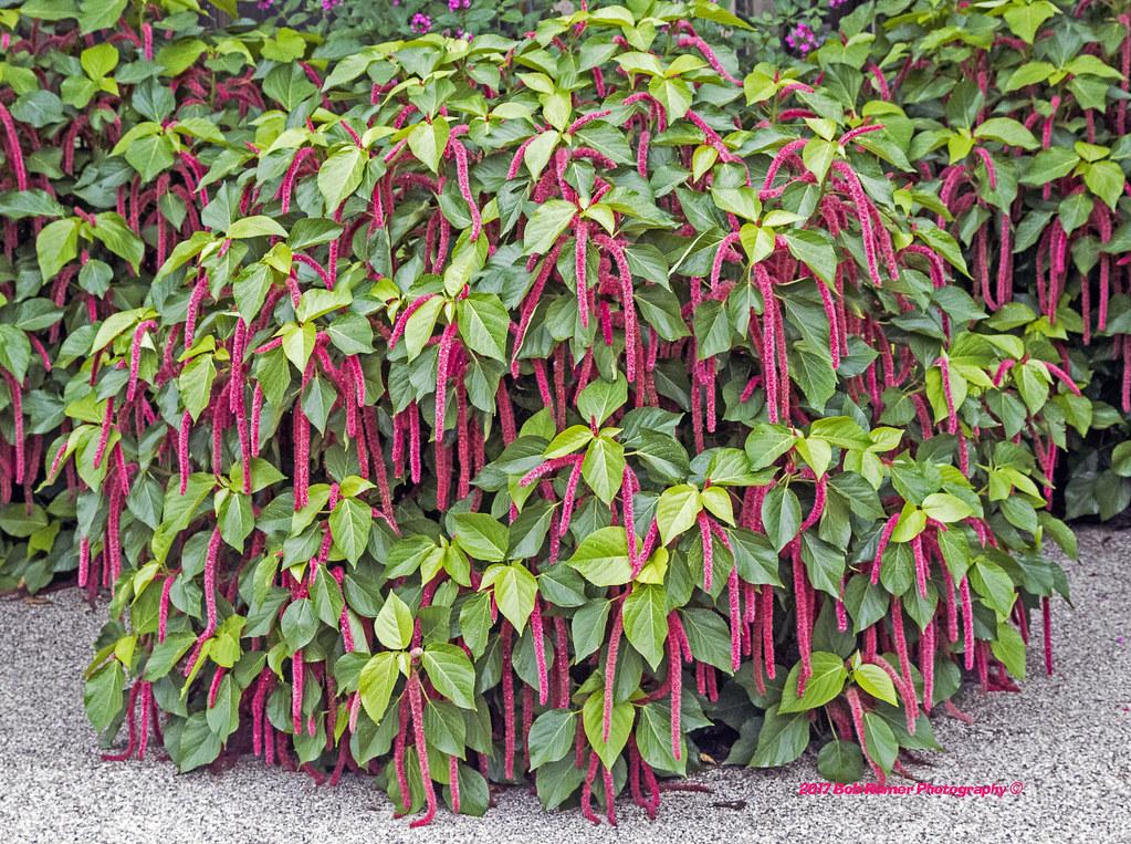 Acalypha Assorted - View 9 from www redcrocus com