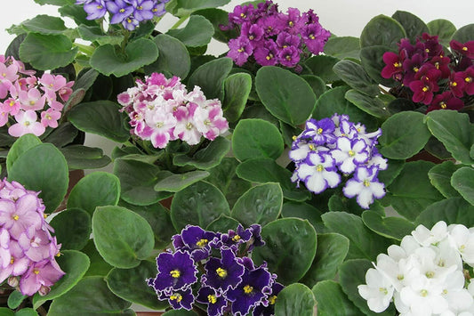 Saintpaulia Ionantha African Violet - View 10 from www redcrocus com