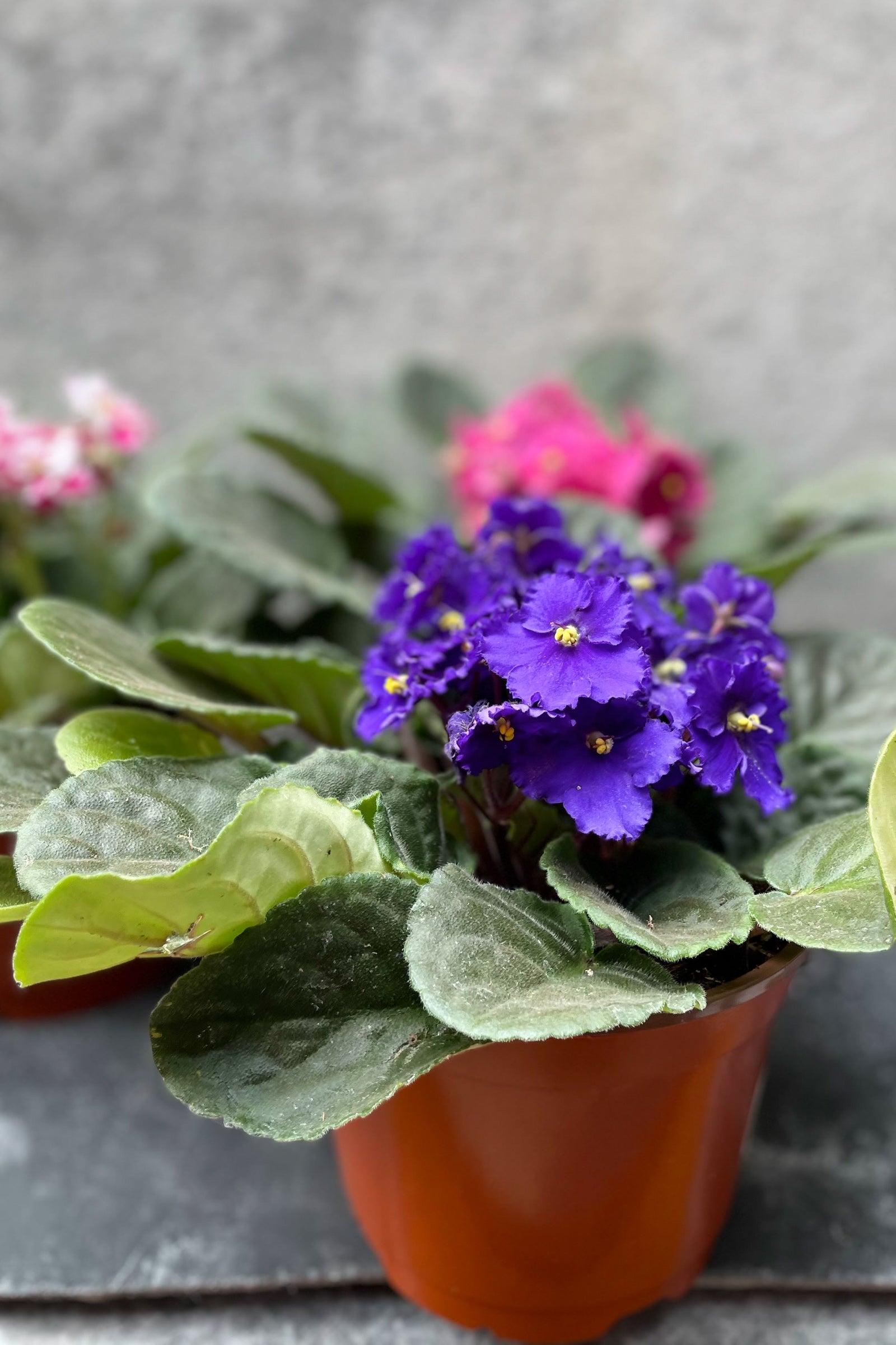 Saintpaulia Ionantha African Violet - View 12 from www redcrocus com