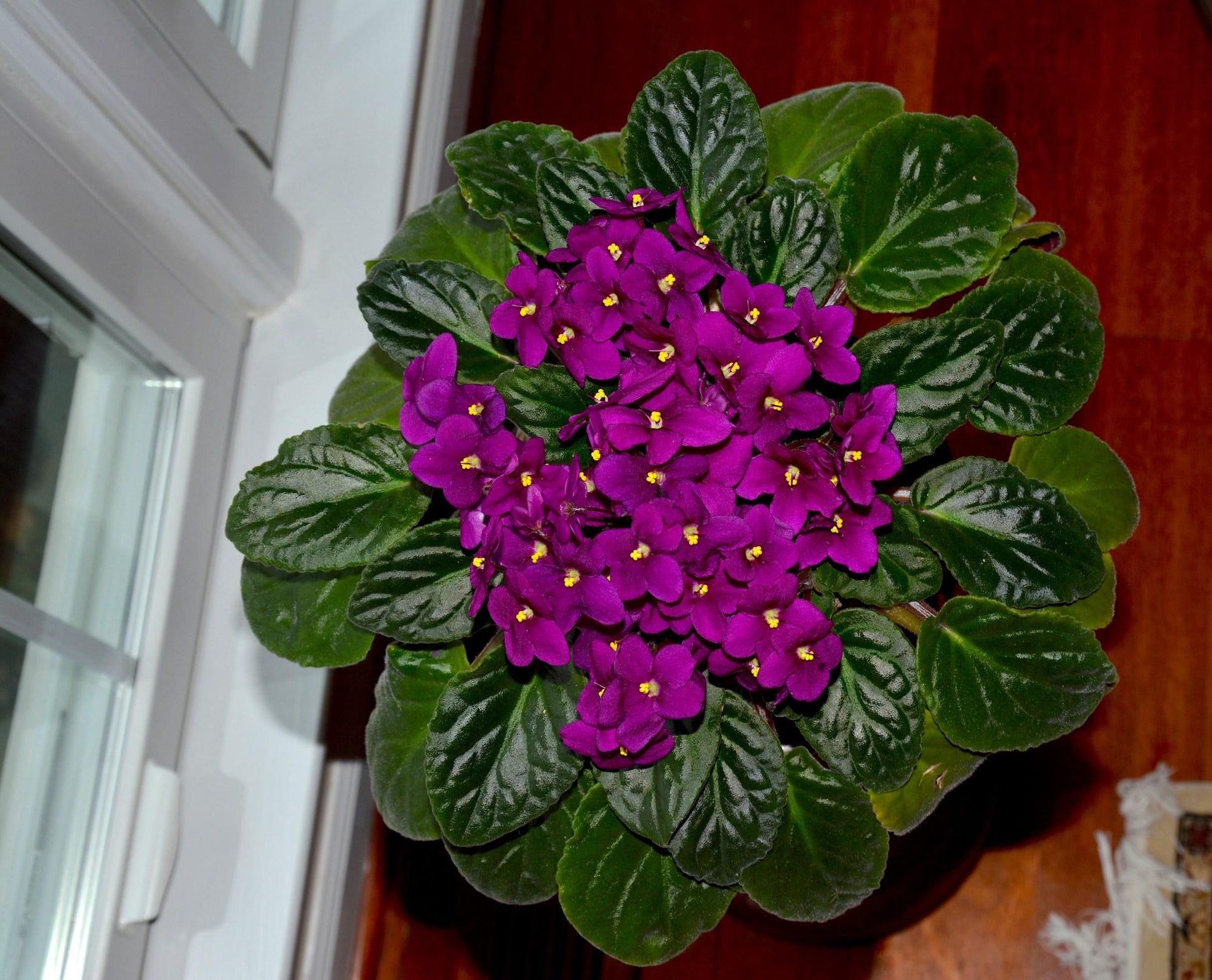 Saintpaulia Ionantha African Violet - View 14 from www redcrocus com