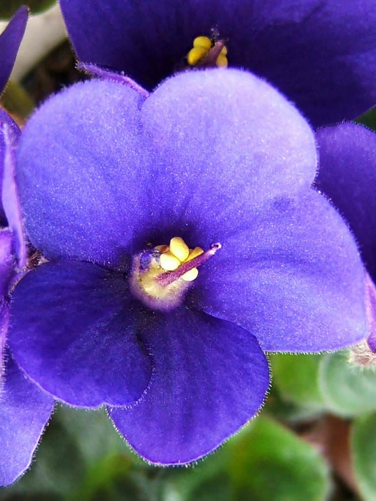 Saintpaulia Ionantha African Violet - View 15 from www redcrocus com