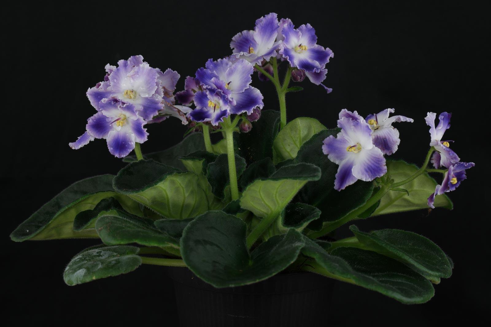 Saintpaulia Ionantha African Violet - View 19 from www redcrocus com