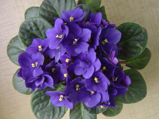 Saintpaulia Ionantha African Violet - View 1 from www redcrocus com