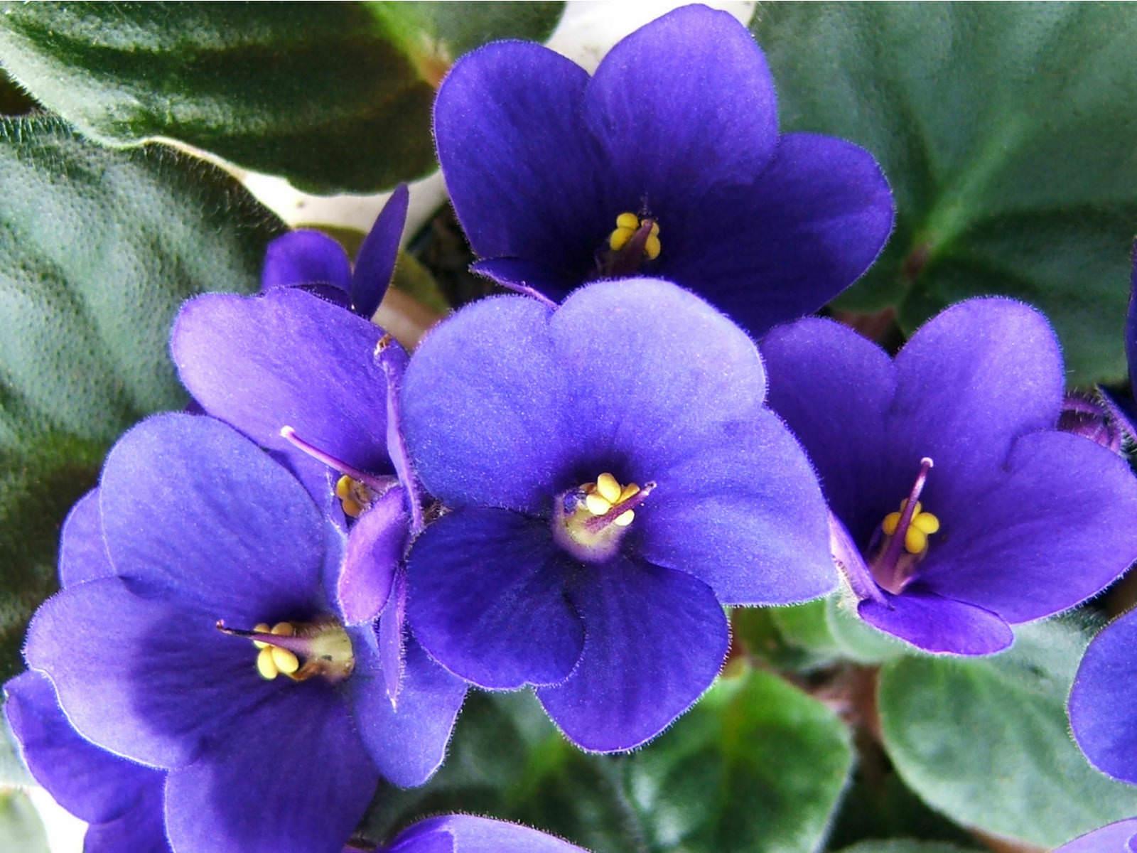 Saintpaulia Ionantha African Violet - View 2 from www redcrocus com