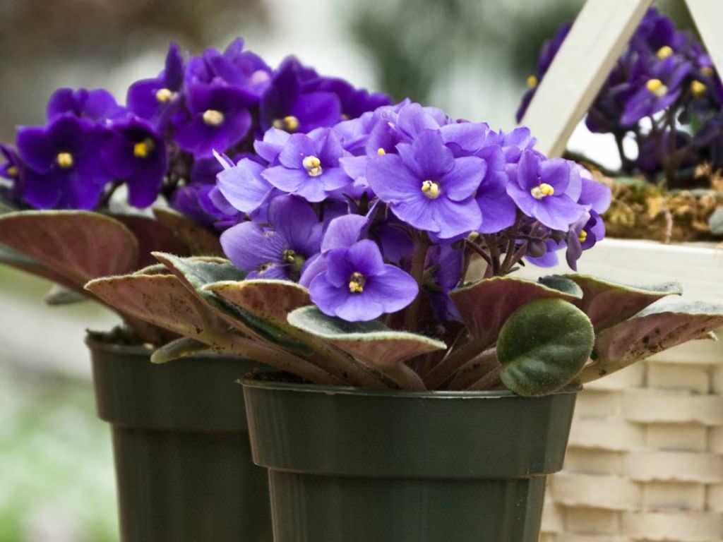 Saintpaulia Ionantha African Violet - View 3 from www redcrocus com