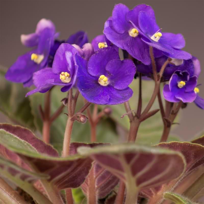 Saintpaulia Ionantha African Violet - View 4 from www redcrocus com