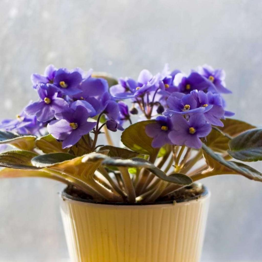 Saintpaulia Ionantha African Violet - View 5 from www redcrocus com