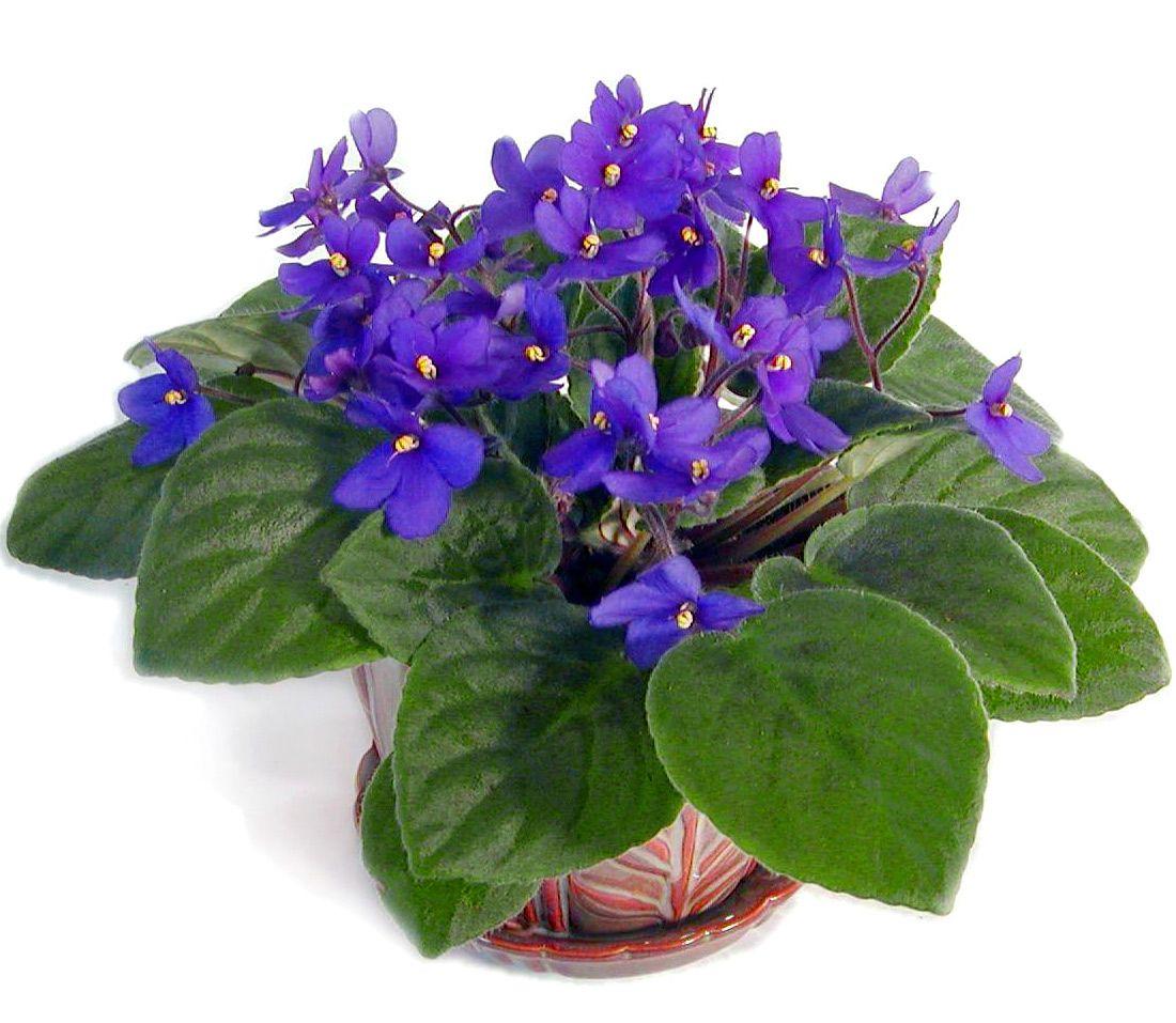 Saintpaulia Ionantha African Violet - View 6 from www redcrocus com
