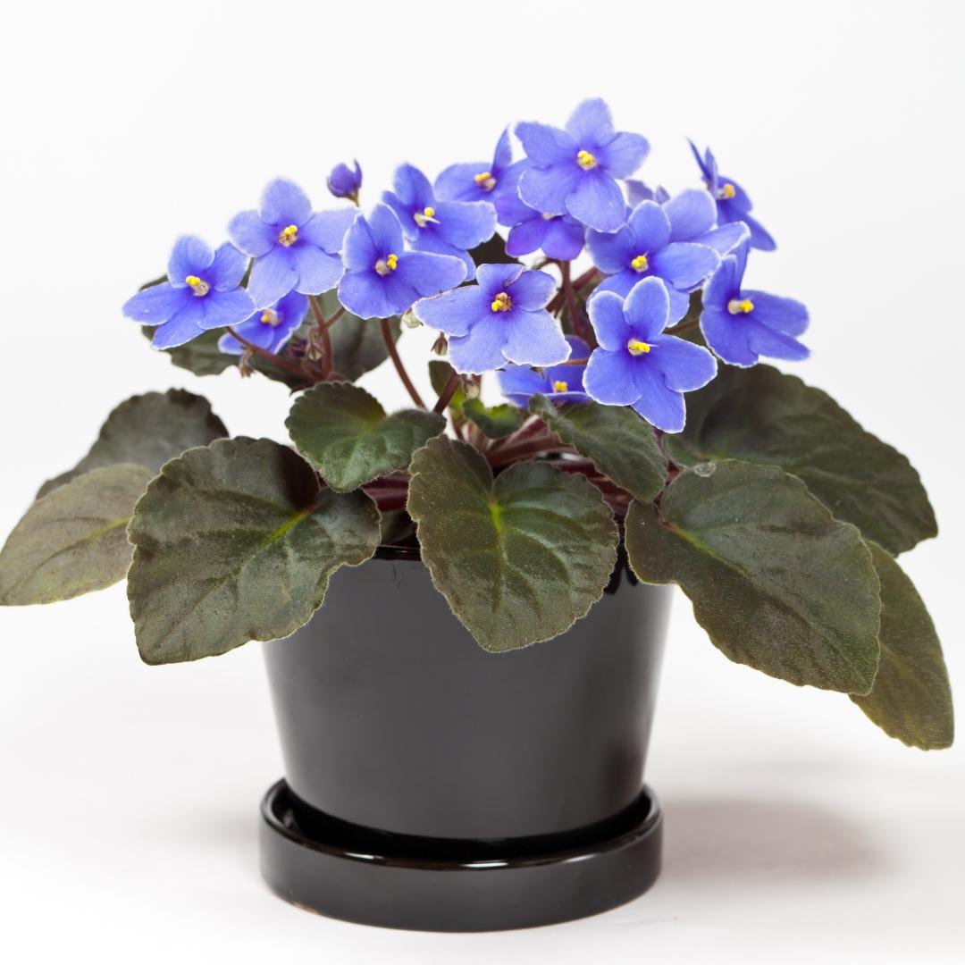 Saintpaulia Ionantha African Violet - View 7 from www redcrocus com