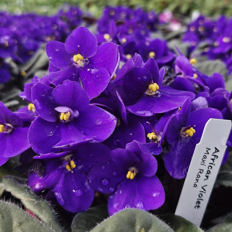 Saintpaulia Ionantha African Violet - View 8 from www redcrocus com