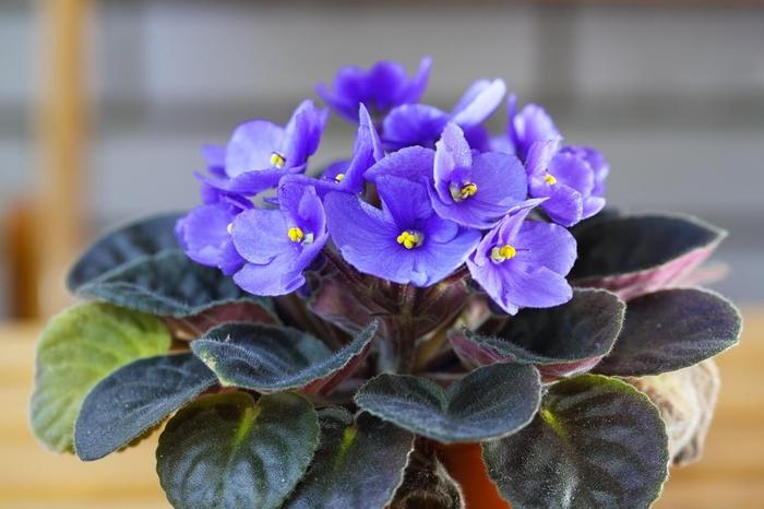 Saintpaulia Ionantha African Violet - View 9 from www redcrocus com